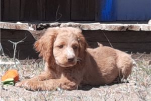 Jynx - Cockapoo for sale