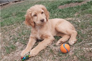 Janice - Cockapoo for sale