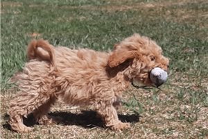Joan - Cockapoo for sale