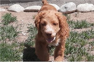 Jynx - Cockapoo for sale