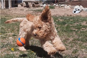 Jenny - Cockapoo for sale