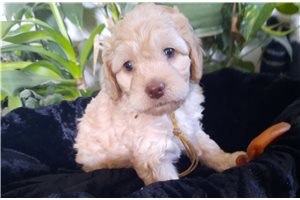 Josie - puppy for sale