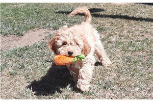 Julia - Cockapoo for sale