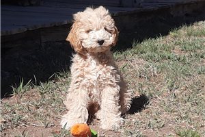 Jiminy - Cockapoo for sale