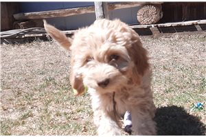 Josie - Cockapoo for sale