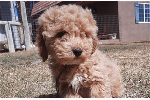 Joan - Cockapoo for sale