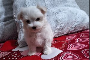 LouLou - Maltese for sale
