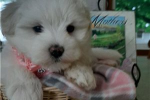 Katy - puppy for sale