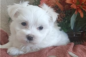 Annie - Maltese for sale