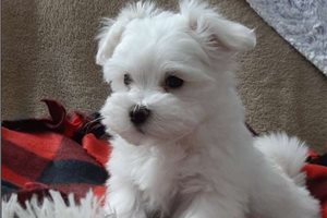Samuel - puppy for sale