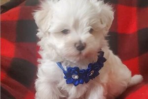 Koen - puppy for sale