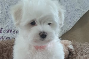 Kresslyn - puppy for sale