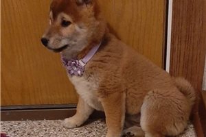 Treasure - puppy for sale