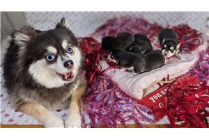 Thunder - Pomsky for sale