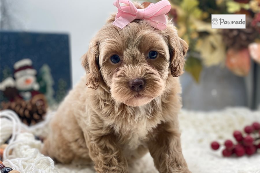 Jada - Cavapoo for sale