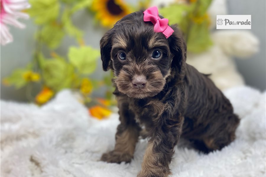 Juniper - Cavapoo for sale