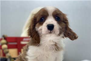 Liam - Cavalier King Charles Spaniel for sale