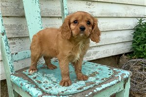 Dartmouth - Cavalier King Charles Spaniel for sale
