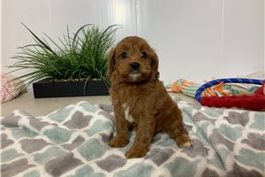 Chloe - Cavapoo for sale