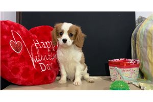 Dash - Cavalier King Charles Spaniel for sale