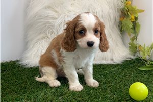 Ivan - Cavalier King Charles Spaniel for sale