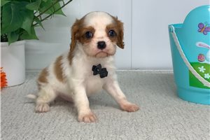 Maverick - puppy for sale