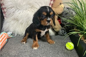 Stewie - Cavalier King Charles Spaniel for sale