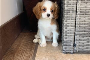 Kohen - Cavalier King Charles Spaniel for sale