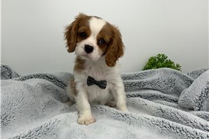 Kairo - Cavalier King Charles Spaniel for sale