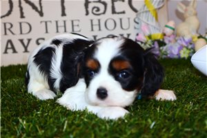 Damien - puppy for sale