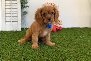 Ethan - Cavalier King Charles Spaniel for sale