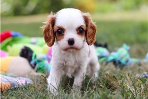 Brexlyn - Cavalier King Charles Spaniel for sale