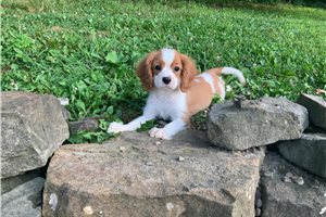 Ashby - Cavalier King Charles Spaniel for sale