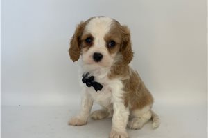 Kohen - Cavalier King Charles Spaniel for sale
