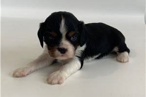 Chip - Cavalier King Charles Spaniel for sale