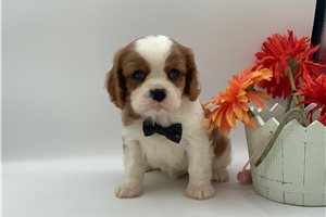 Kairo - puppy for sale