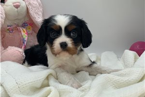 Vanna - Cavalier King Charles Spaniel for sale