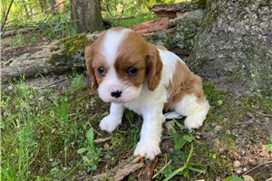 Stormy - Cavalier King Charles Spaniel for sale