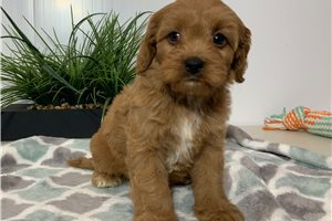 Caleb - Cavapoo for sale