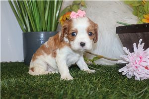 Isabella - Cavalier King Charles Spaniel for sale