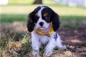 Bertrand - Cavalier King Charles Spaniel for sale