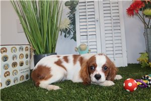 Chance - Cavalier King Charles Spaniel for sale