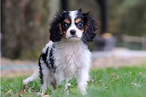 Bernie - Cavalier King Charles Spaniel for sale