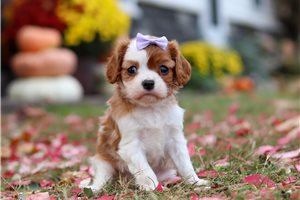 Ava - Cavalier King Charles Spaniel for sale