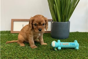 Ezra - Cavalier King Charles Spaniel for sale