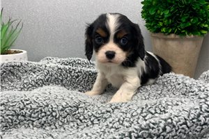 Vinny - puppy for sale