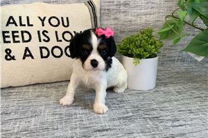 Daisy.  1301 - Cavalier King Charles Spaniel for sale
