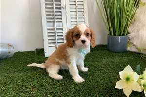 Darius - Cavalier King Charles Spaniel for sale