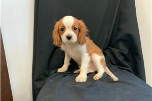 Aston - Cavalier King Charles Spaniel for sale