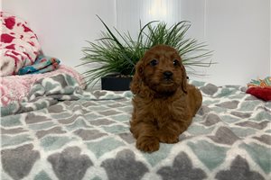 Caroline - Cavapoo for sale